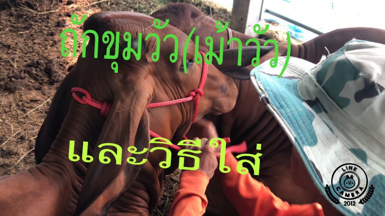 ถักขุมวัว(ถักเม้าวัว)และวิธีใส่