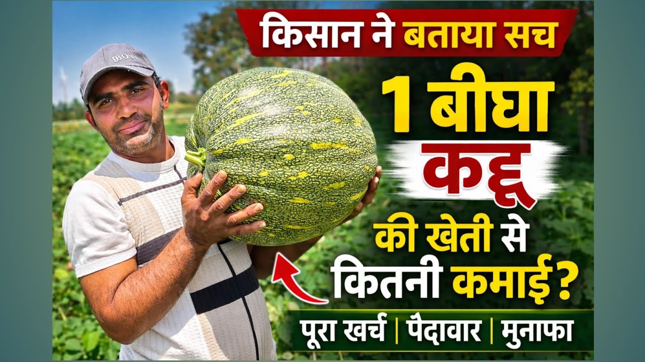 1 बीघा में कद्दू की खेती से कितनी कमाई? | किसान ने बताया पूरा सच 😳🔥
