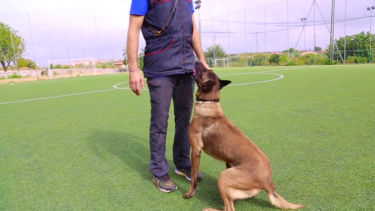 Il DEMONIO ha 4 ZAMPE! Centro Studi del Cane Italia