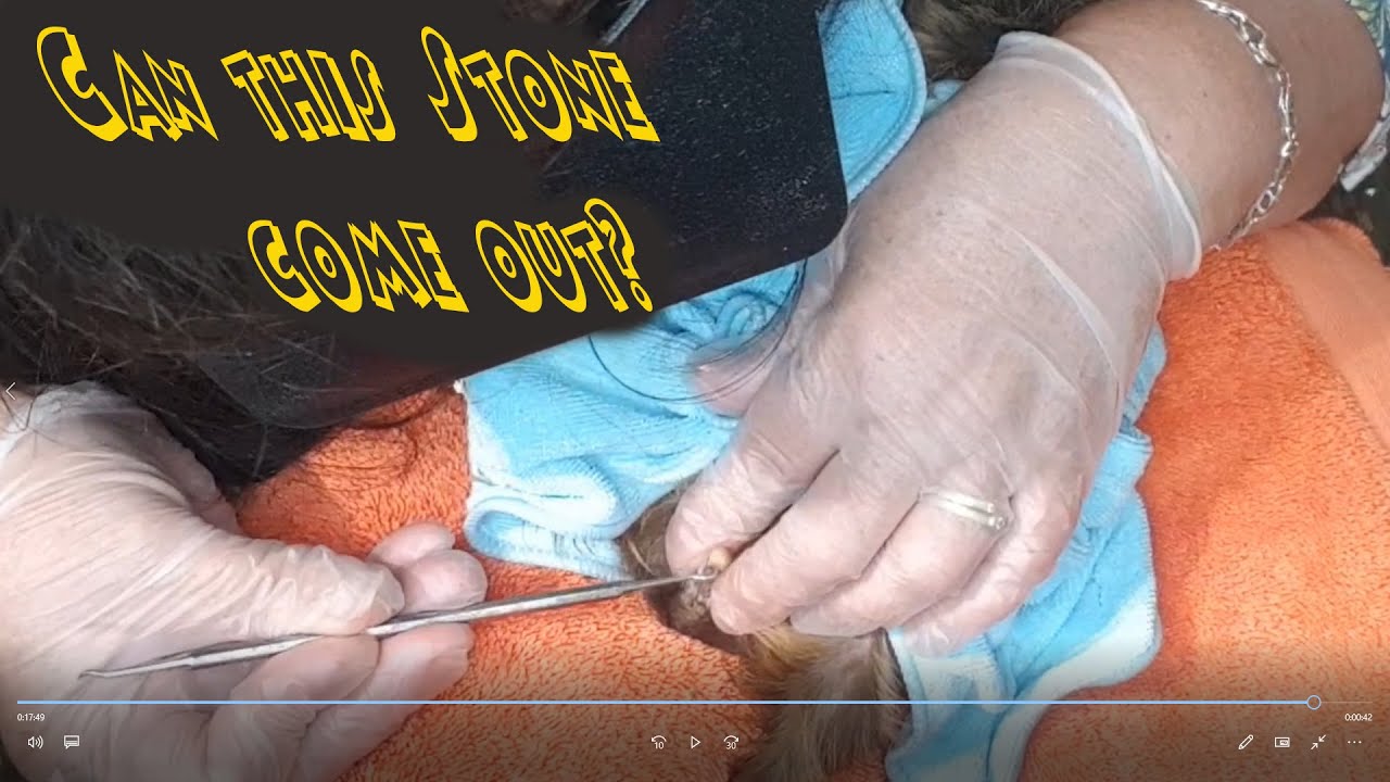 Stone removal this urethral bladder stone was in a tricky position but had to come out