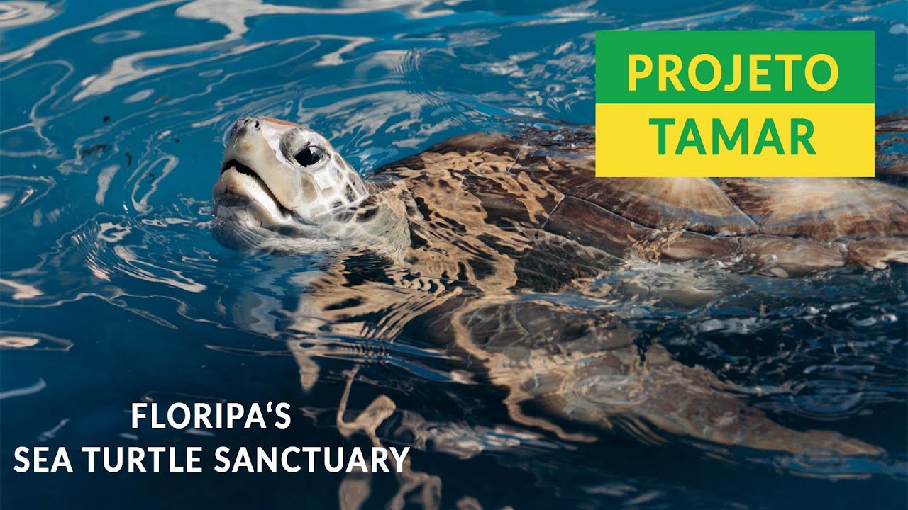 What you NEED to know about Projeto Tamar. Florianopolis 2022. #Mission24