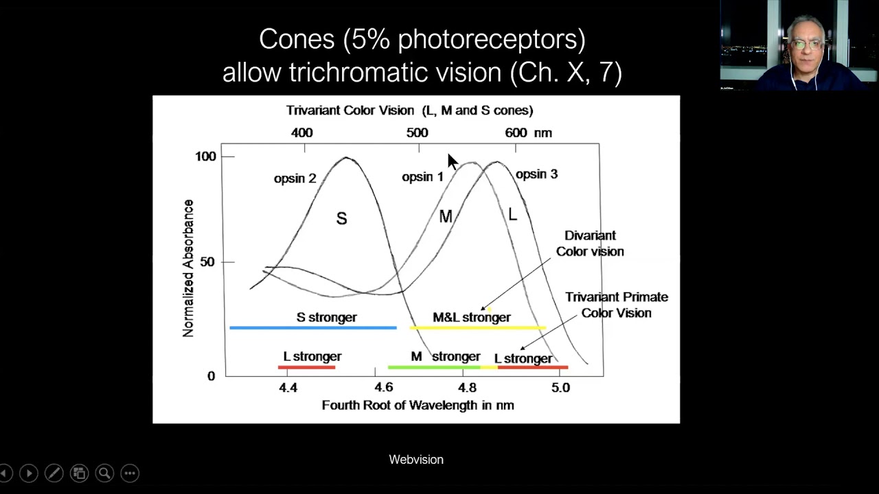 Lecture: Electroretinography (ERG): When Do We Need It?