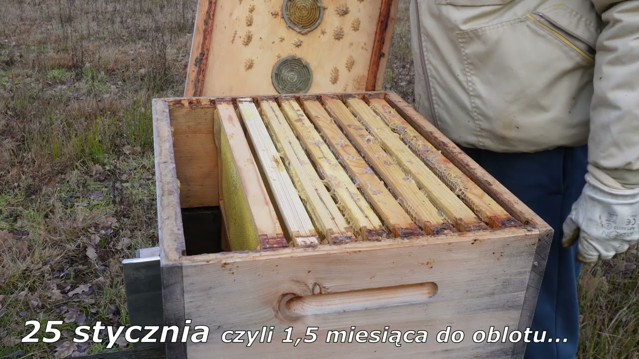Panie, jak z pokarmem u pszczół?