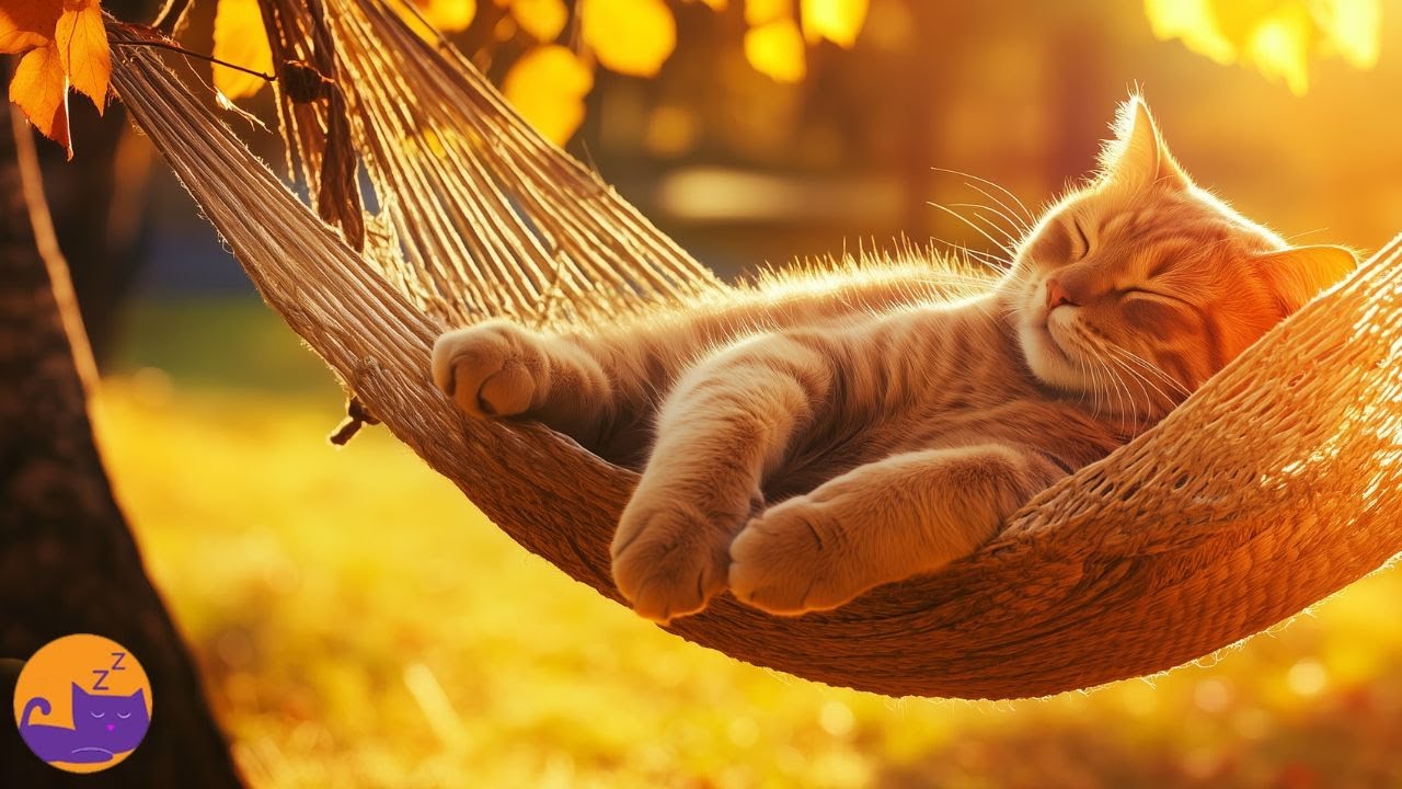 Magic Cat Music - Cat Enrichment Sounds for Boredom & Anxiety 🐱❤️