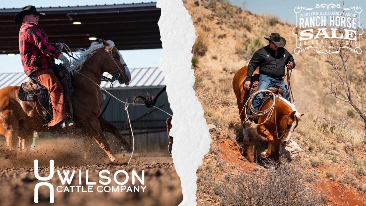 LOT #16 Bingo - Wilson Cattle Co x WHC Sale