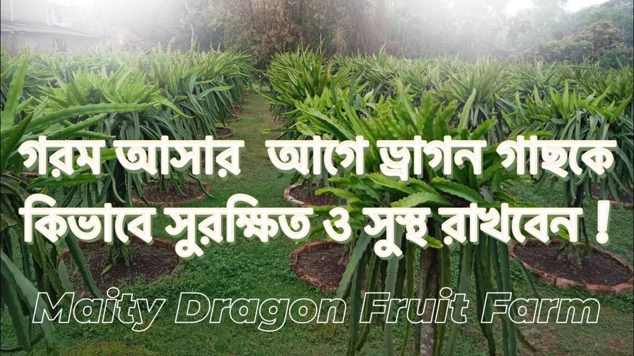 গরম পড়ার আগেই গাছকে সুরক্ষিত রাখতে এই কাজগুলো করতে পারেন । // পবিত্র মাইতি