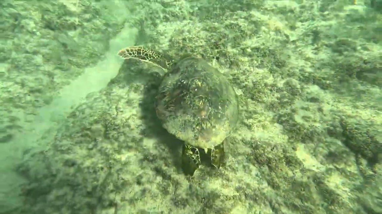2025 11 29 Maui HI snorkel