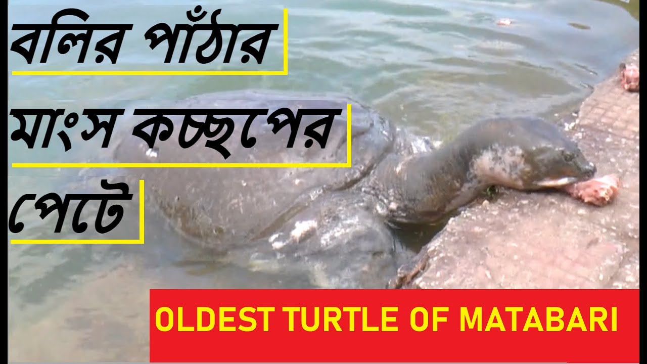 Most Incredible Turtles Of Tripureshwari Temple |  Bostami turtles Rare Soft shell Species ।