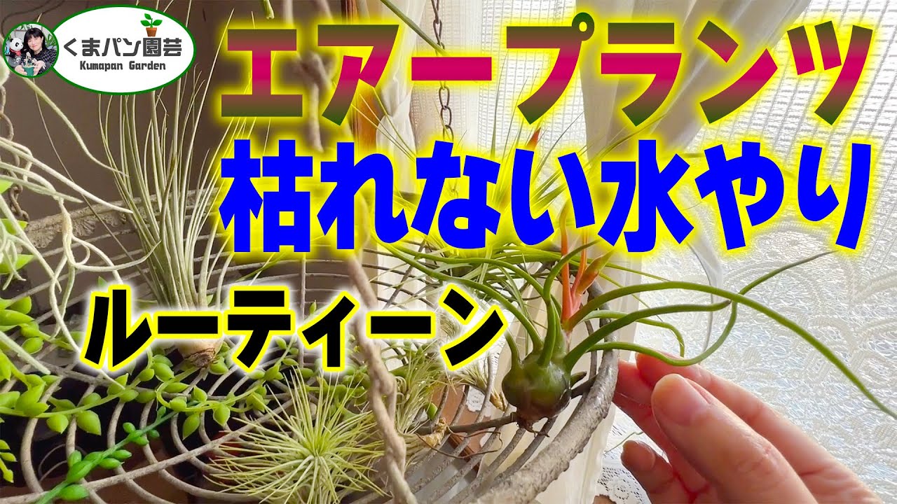 枯れない水やり・エアープランツ編 ダイソースタンダードプロダクツ #チランジア  #エアプランツ