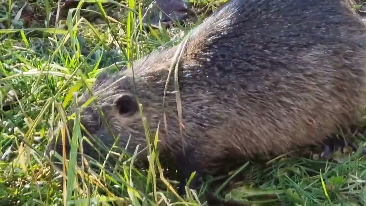 CASTORINO di PALUDE la NUTRIA mangia erbetta fresca al LAGO di TAIO VALLAGARINA TRENTINO 