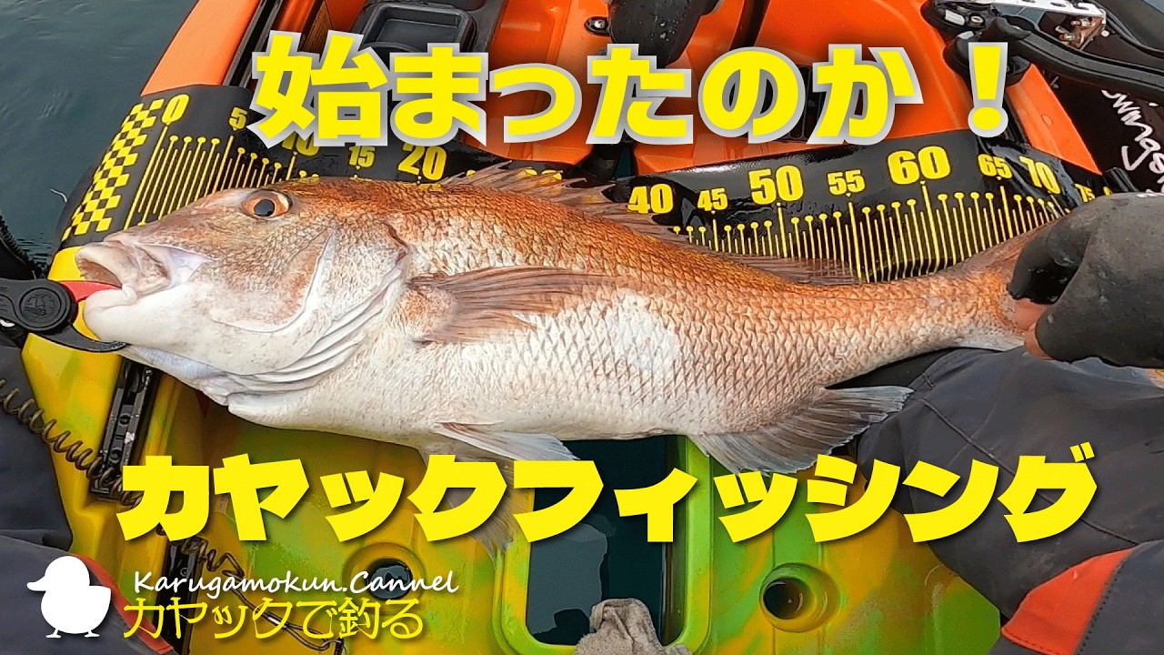 【鯛】始まったのか？茨城で大鯛と格闘！【カヤック】