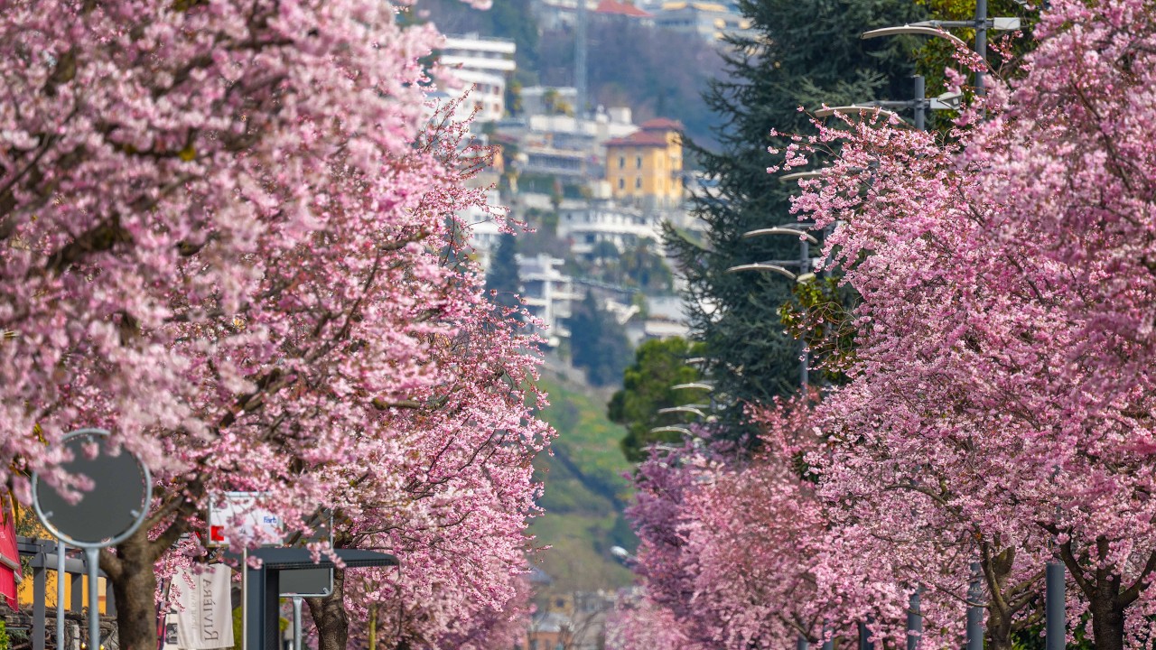 Spring in Switzerland - Beautiful places to visit - Ascona - Locarno