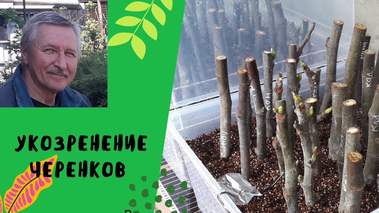 Укоренение черенков инжира.Как это делаю я.