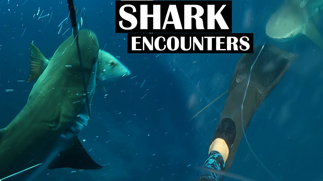 Intense SHARK ENCOUNTERS all while SPEARFISHING! | Close calls! | Ep. 57
