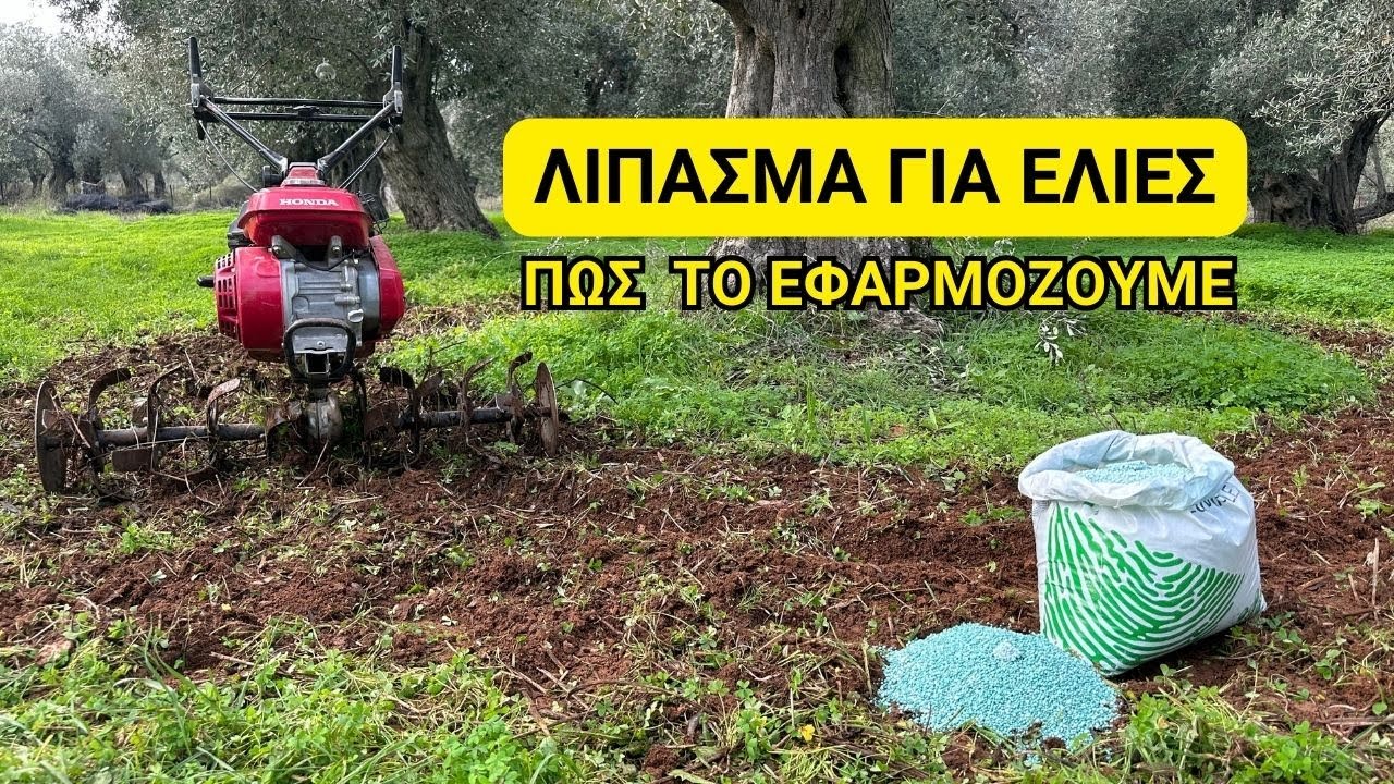 ΛΙΠΑΣΜΑ ΓΙΑ ΕΛΙΕΣ & ΠΩΣ ΤΟ ΕΦΑΡΜΟΖΟΥΜΕ