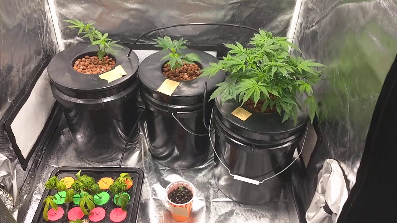 Dankseeds update