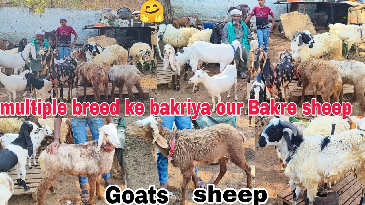Multiple breed ke manda or bakriya & Bakre hai Marchela Nellore Udupi Telangana available in Hyde