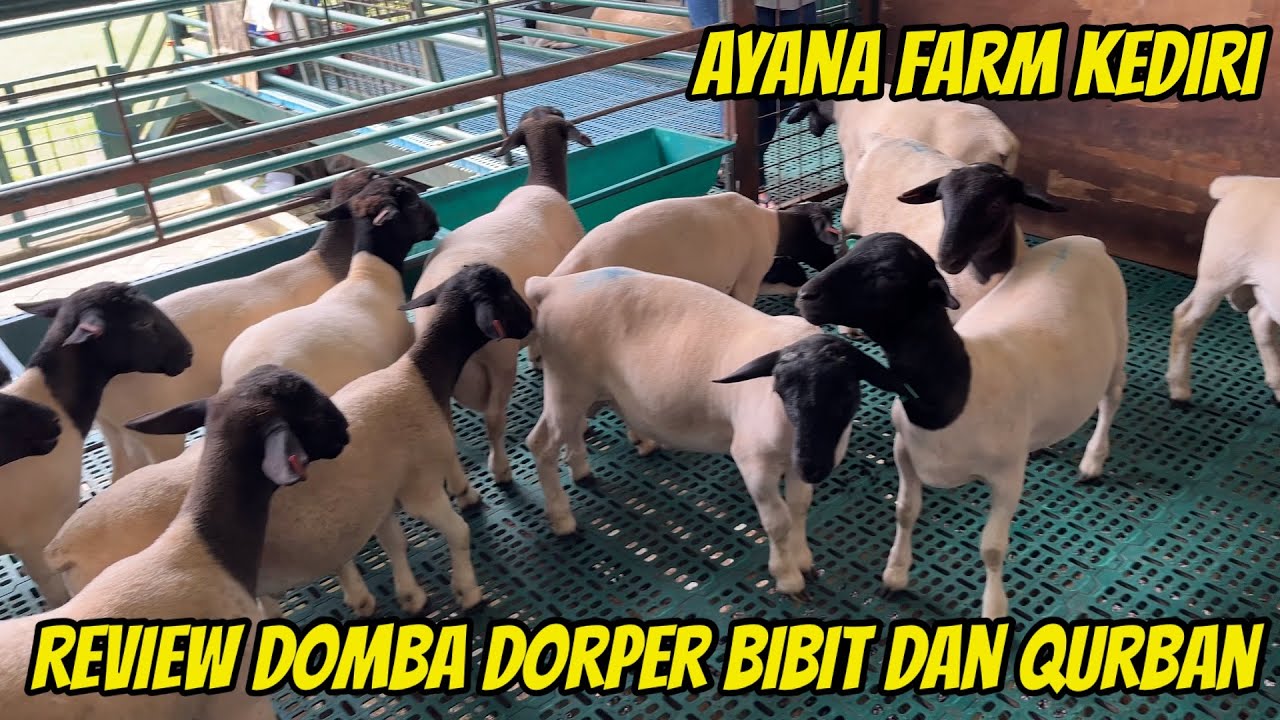 REVIEW HARGA DOMBA DORPER BIBIT DAN KELAS QURBAN DI AYANA FARM KEDIRI