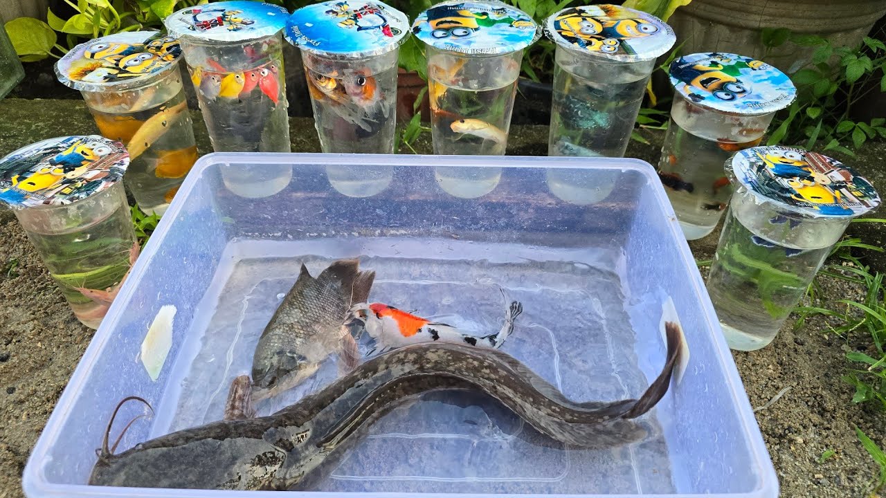 Unboxing Telur Ikan Cupang, Ikan Koki, Ikan Lele, Ikan Hias, Ikan Koi, Ikan Lucu, Guppy,Kura Kura 34