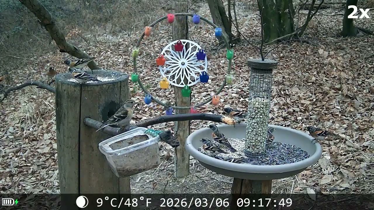 20260306 POSATOIO - BIRD FEEDER