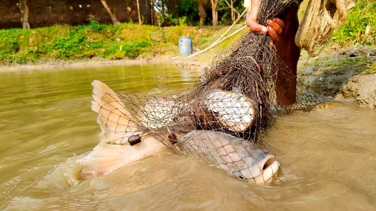 Best Net Fishing | Big Fish Hunting By Cast Net | Traditional Fishing Video