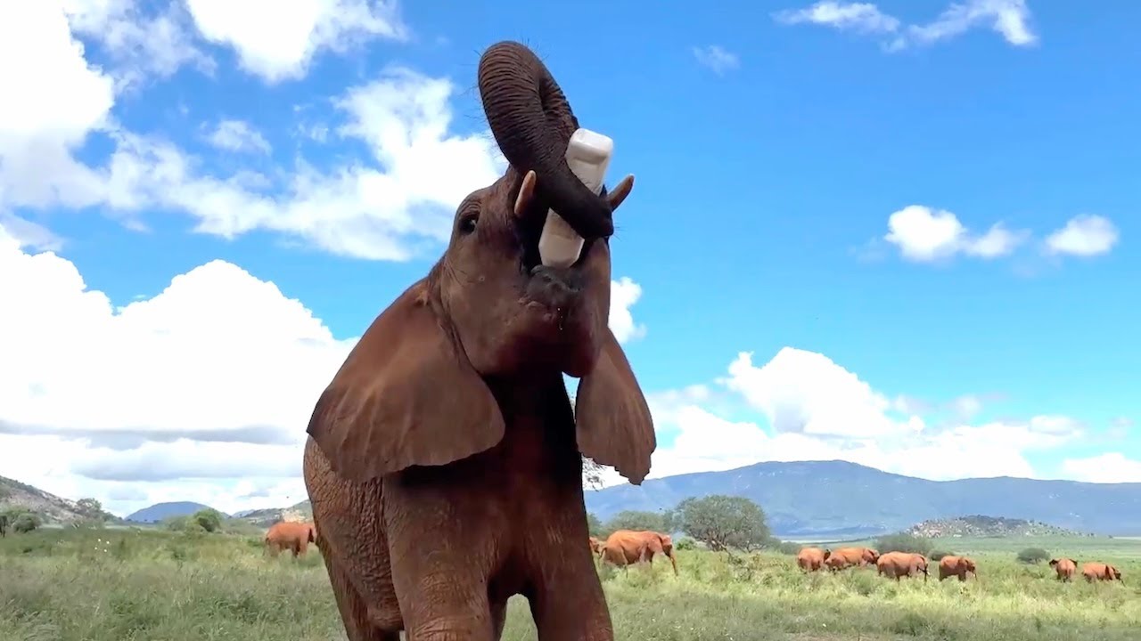Rescue of Orphaned Elephant Akina | Sheldrick Wildlife Trust