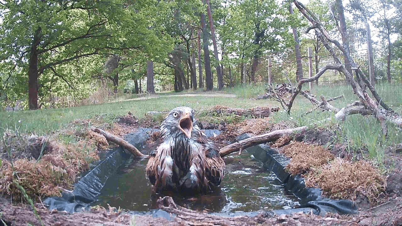 Vögel beim Baden Teil 2 #Wildtierkamera