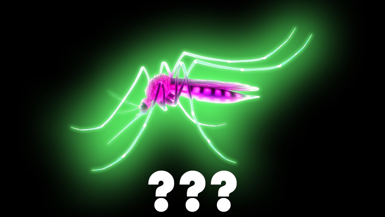 15 &ldquo;Mosquito&rdquo; Sound Variations in 30 Seconds