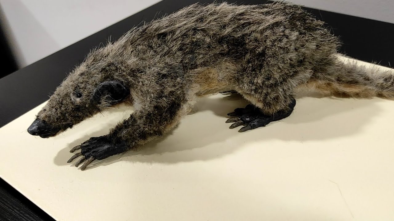 Reimaginando a Spinolestes: un proyecto de ciencia participativa