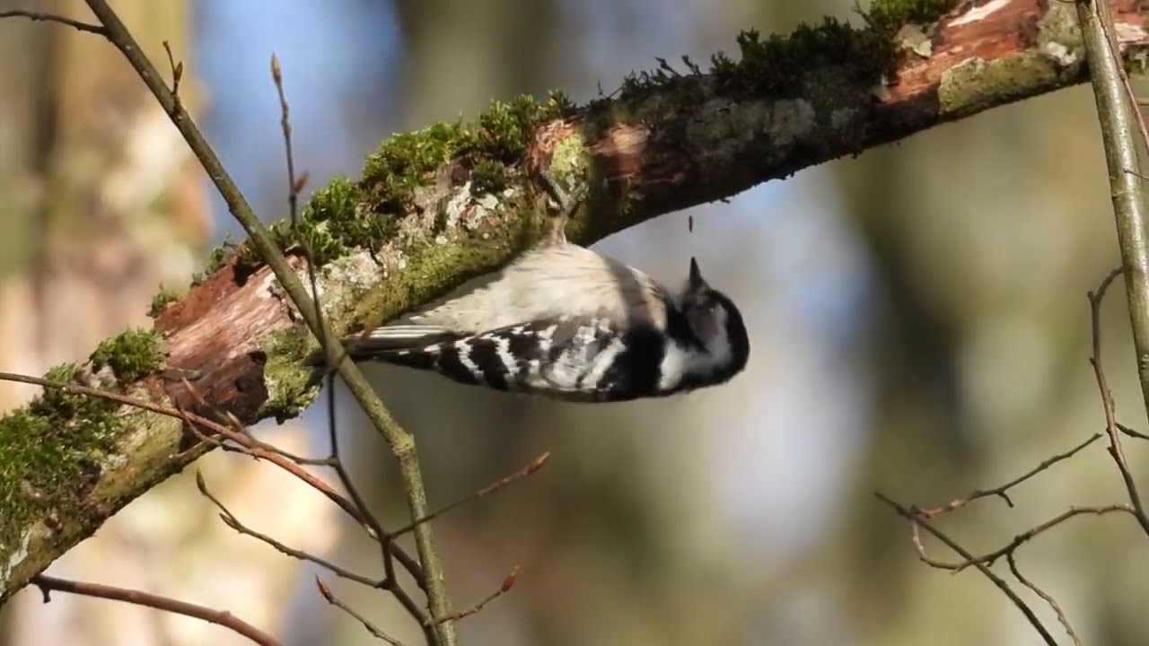Mažasis margasis genys / Dryobates minor / Lesser Spotted Woodpecker / Малый пёстрый дятел