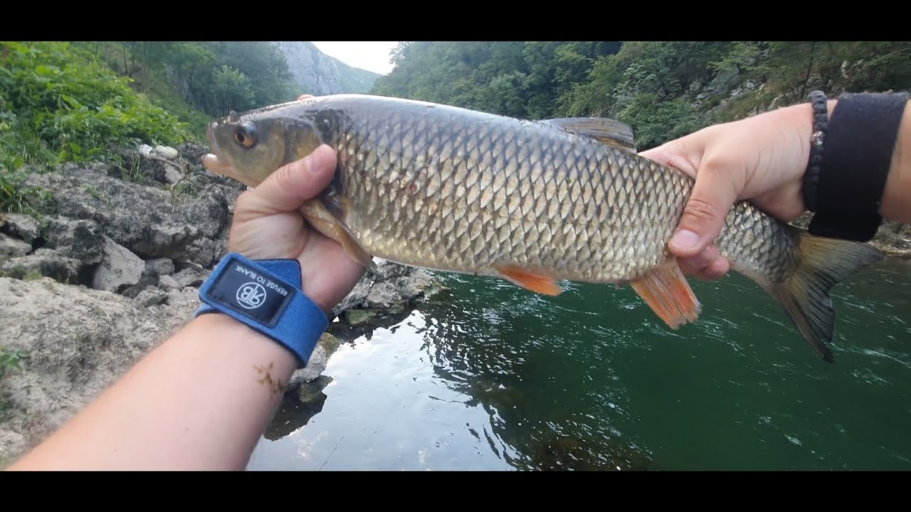 Kakav kapitalac iz kanjona Tijesno, moj lični rekord. Pecanje Vrbas Banja Luka.