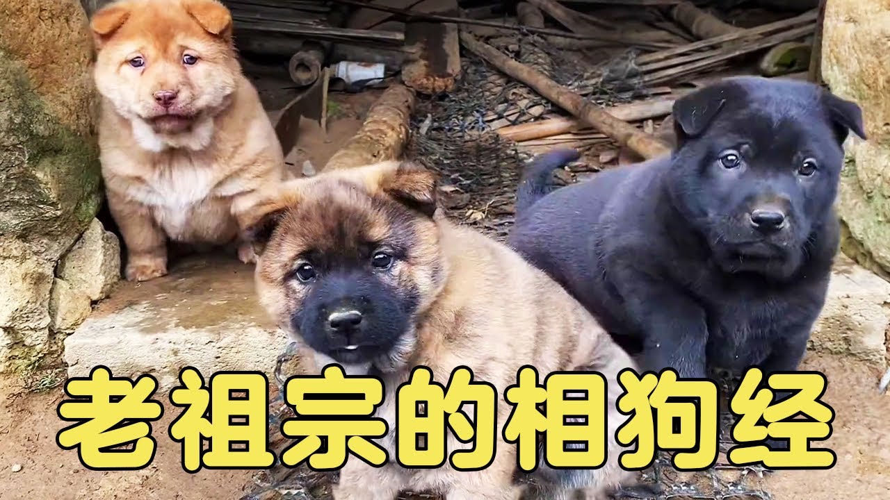 老祖宗留下的相狗经：一龙二虎三懒狗，还有一种最稀有【梁风友信】