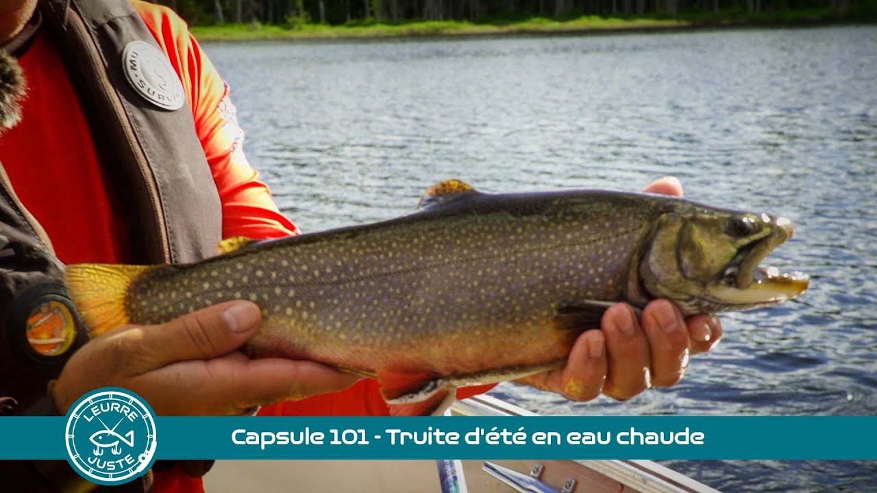 Capsule 101 - Truite d'été en eau chaude