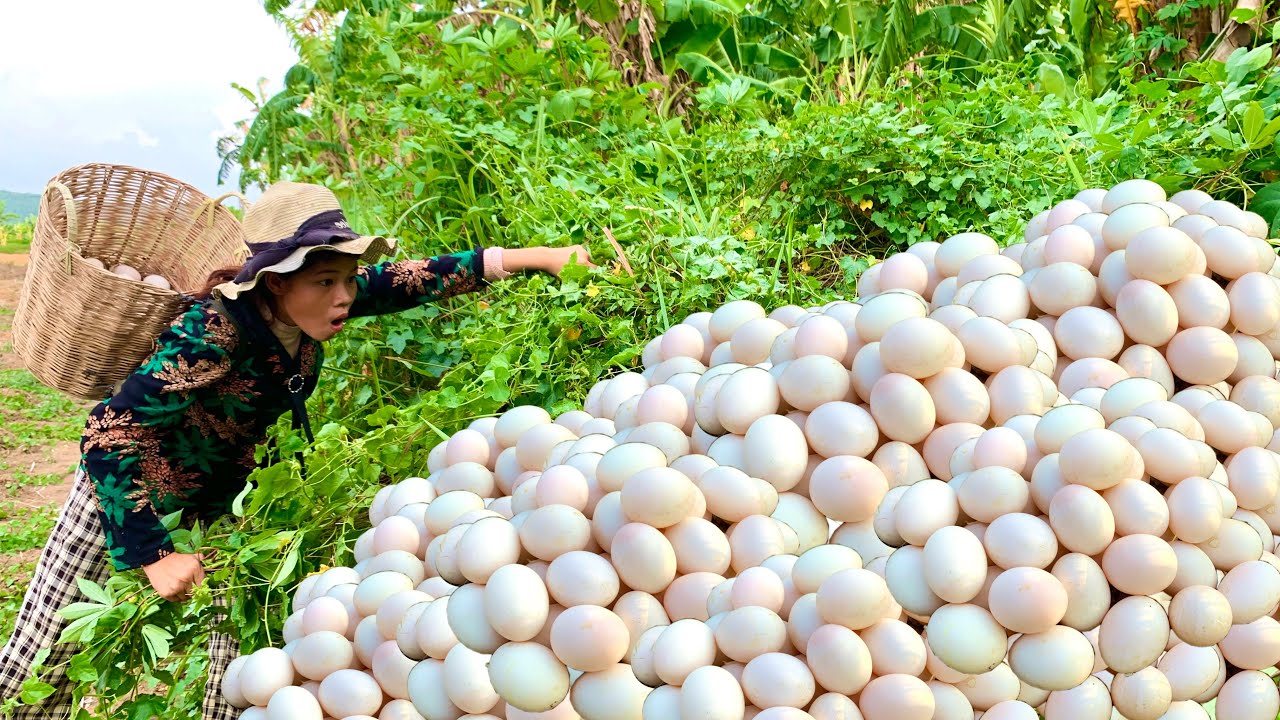 Wow, wow, weird, amazing, a woman picked up a lot of duck eggs in the meadow