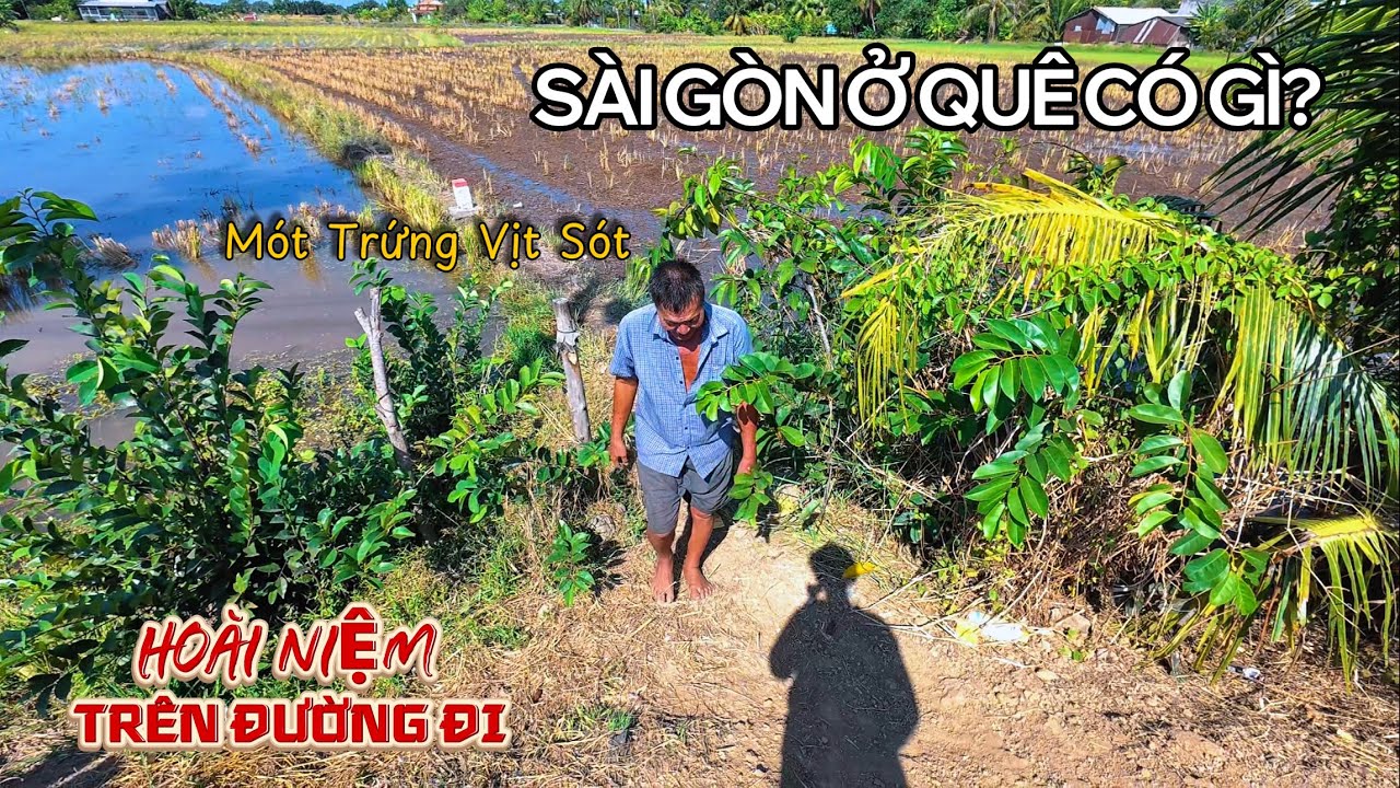 Sài Gòn Ở Quê | Sáng Sớm Bà Con Lượm Trứng Gà, Mót Trứng Vịt, Cánh Đồng Nơi Ông Bà Nằm Lại Ở Ruộng.
