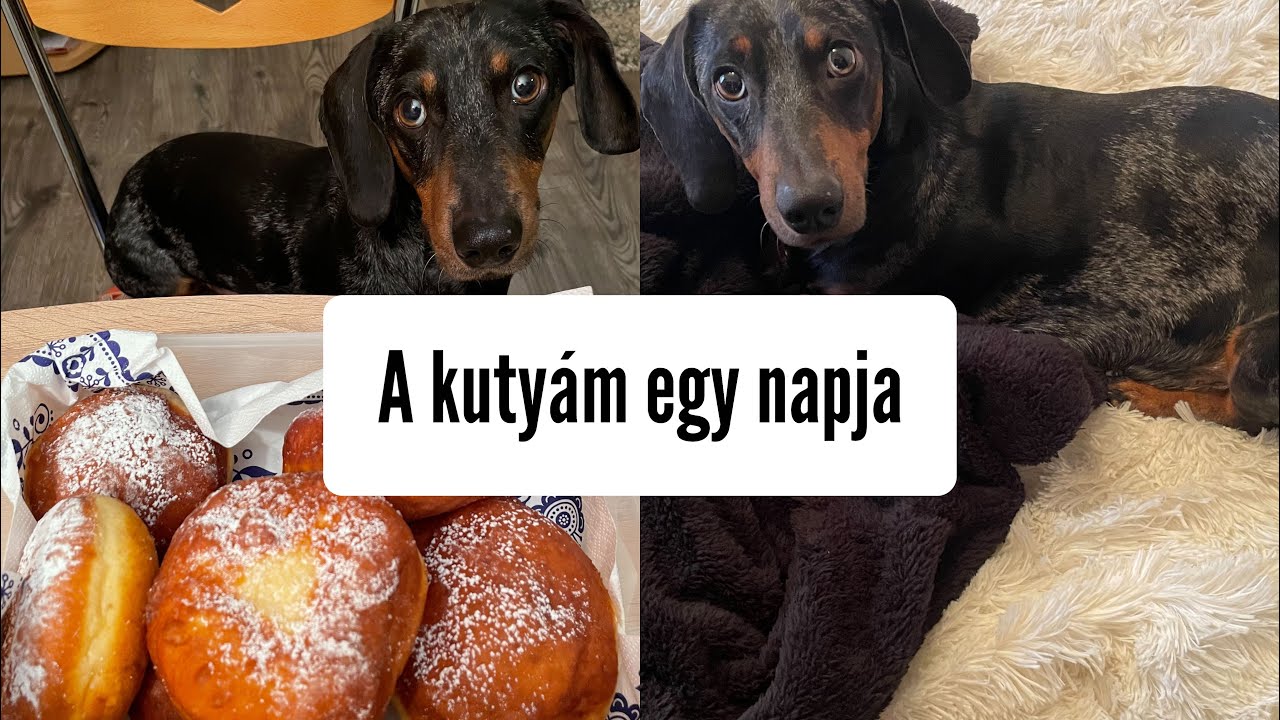 A kutyám egy napja..bevásárlás a Fresnapfban..🐶 #merlinkalandok
