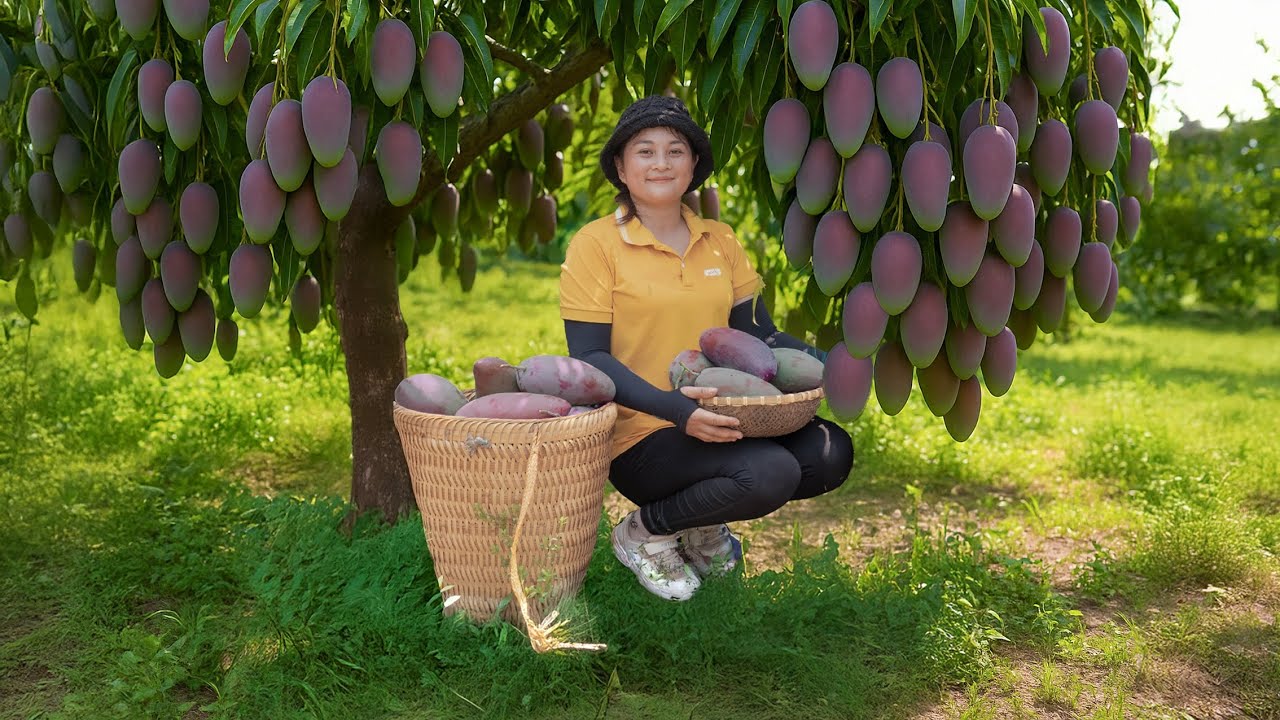 Harvest 100kg of Mangoes to Sell at the Market – Growing Eggplants from Scratch | Lucia Daily Life