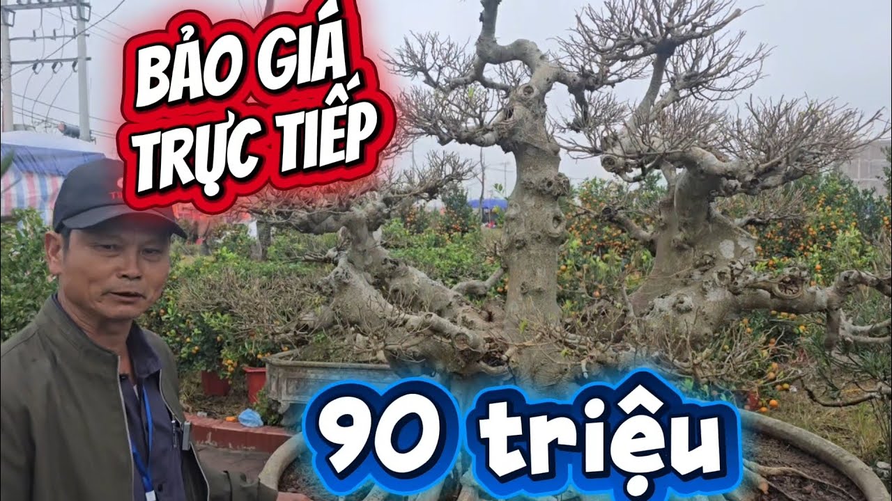 Bảo giá tất cả các tác phẩm bon sai nghệ thuật tại gian hàng chợ xuân 
