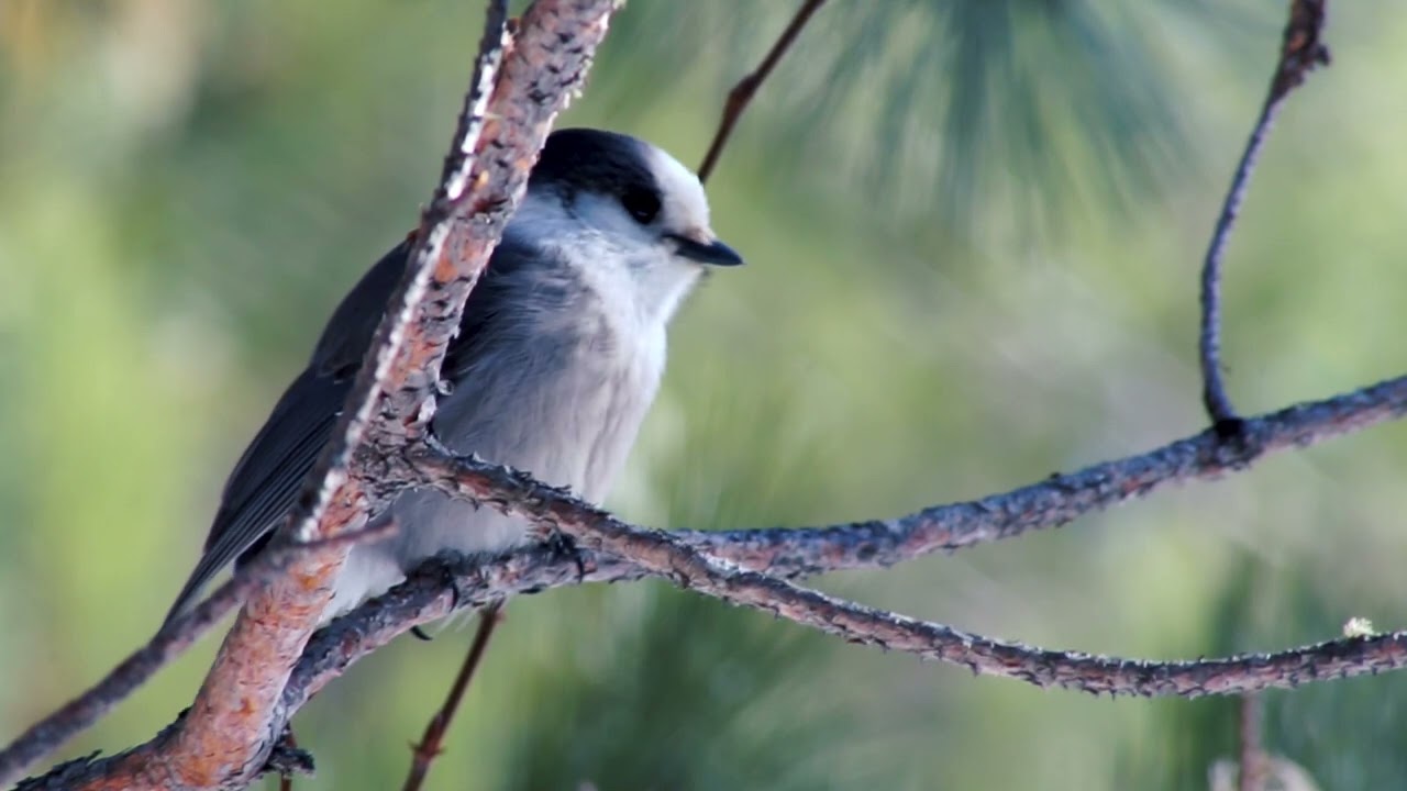 Sand Lake Peatland Scientific and Natural Area Virtual Hike