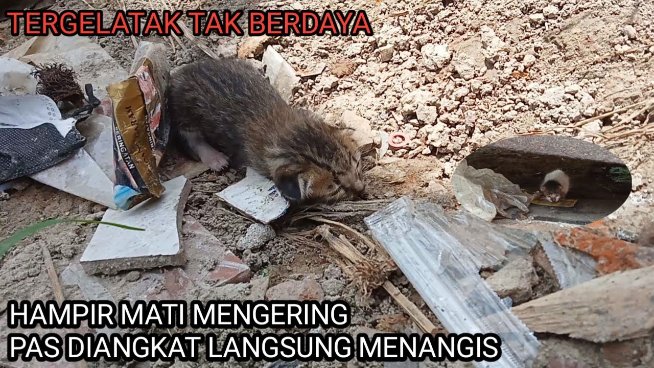 Astaghfirullah Bayi Kucing Dibuang Tergeletak Tak Berdaya Diatas Tanah‼️