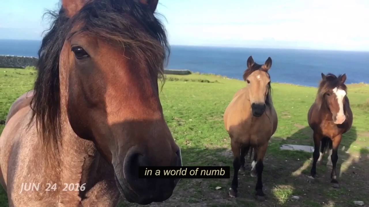 Wildhood - Only Wonder