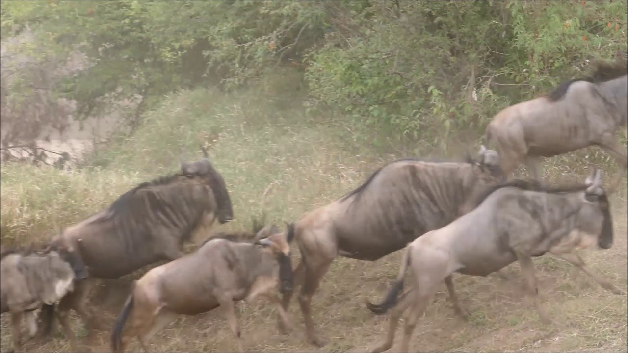 Wildabeeste cross Talek River, Kenya Aug  10, 2018