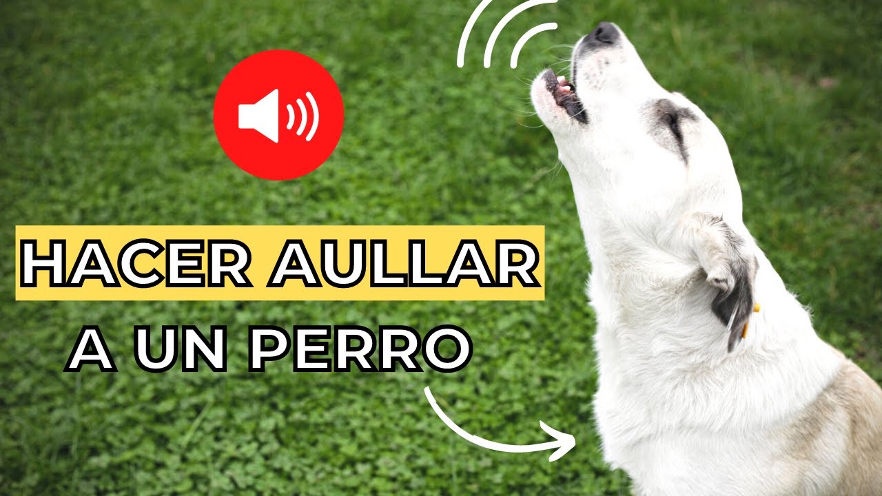 Prueba para Hacer Aullar a un Perro  🐶🔊 Sonidos para perros