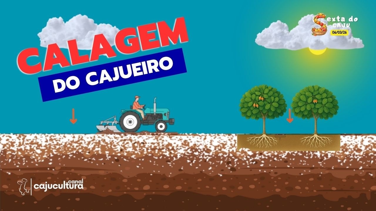 FAÇA A CALAGEM BEM-FEITA (SEXTA DO CAJU - LIVE 5/26)