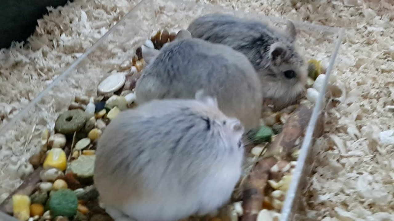 [2018/11] 仓鼠村里15只合养的公婆仓鼠现状 Roborovski Hamster