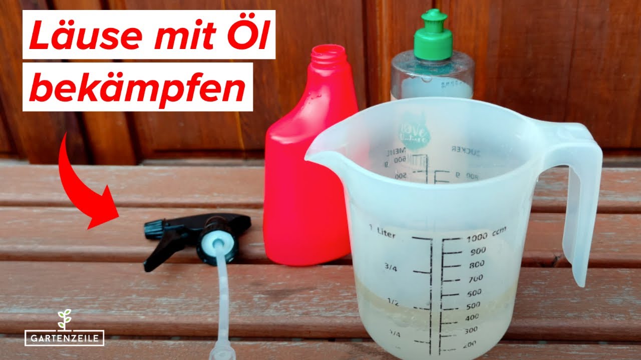 Schildläuse mit Öl bekämpfen - So werdet Ihr die Schildläuse ganz einfach los!