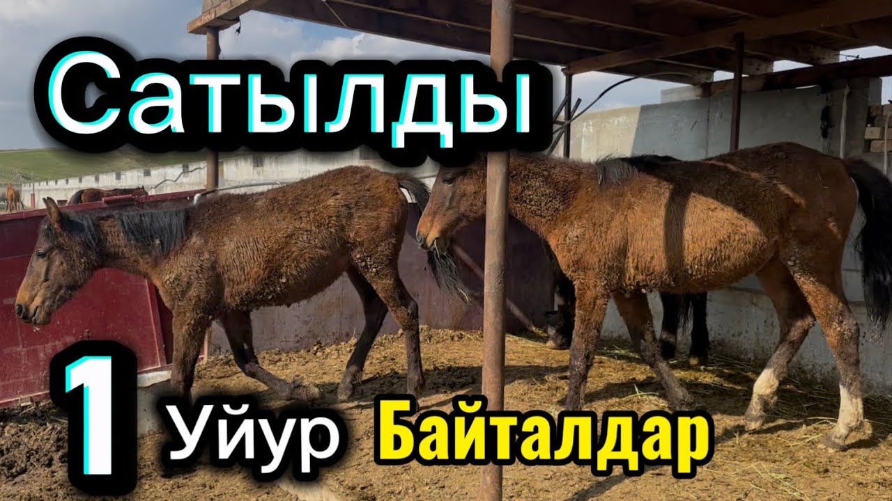 Байталдар чыкты Арзан 27 февраля 2026 г.