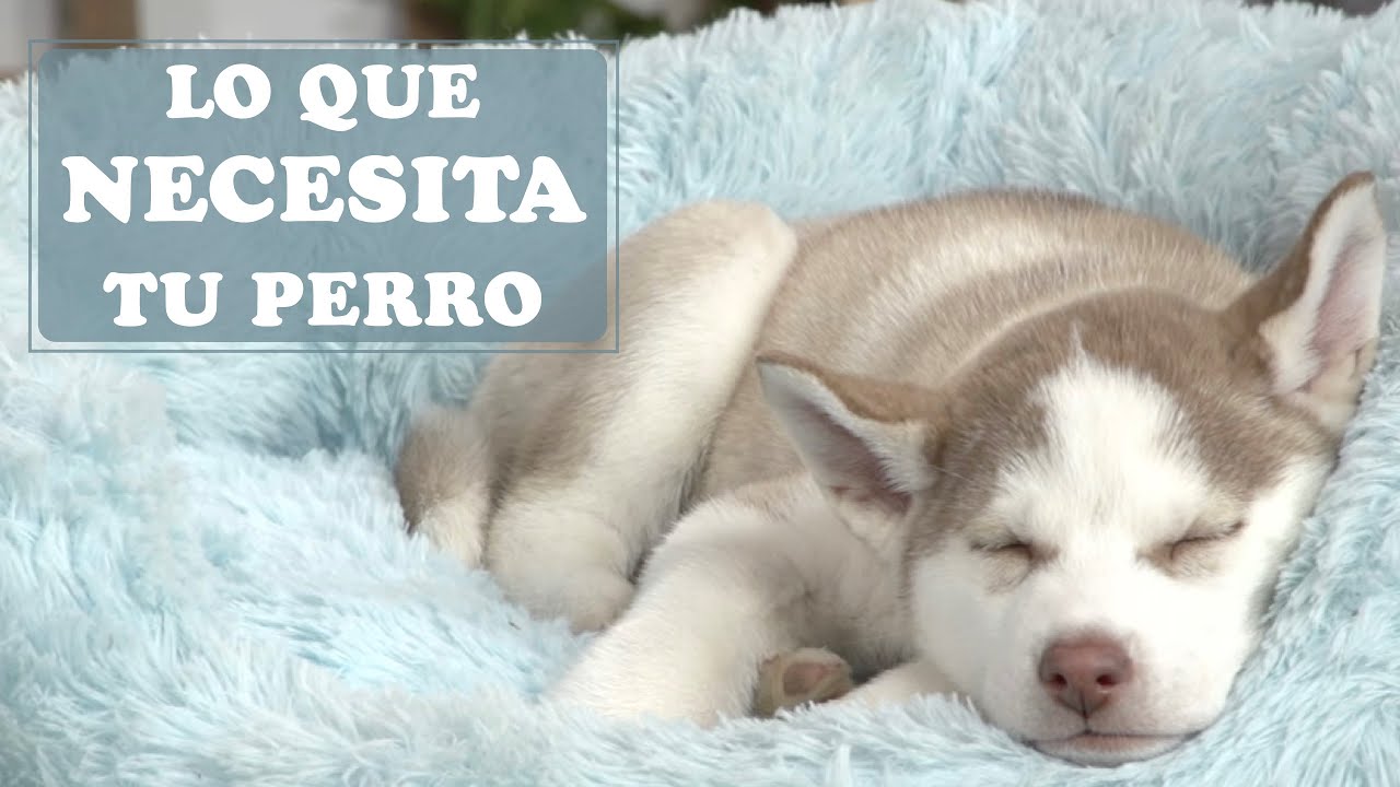 Descubre TODO lo necesario para tu cachorro [en 6 pasos ✅]
