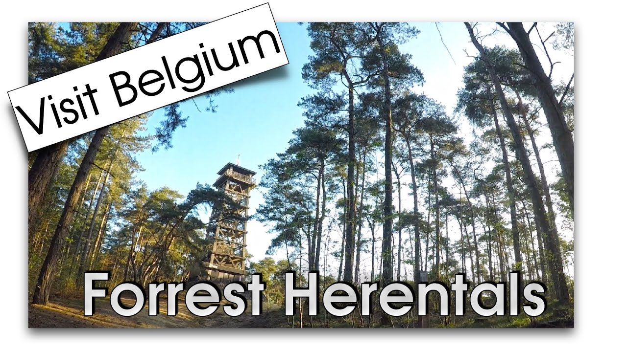Stroll Forrest Herentals (Kempense Heuvelrug, Belgium)