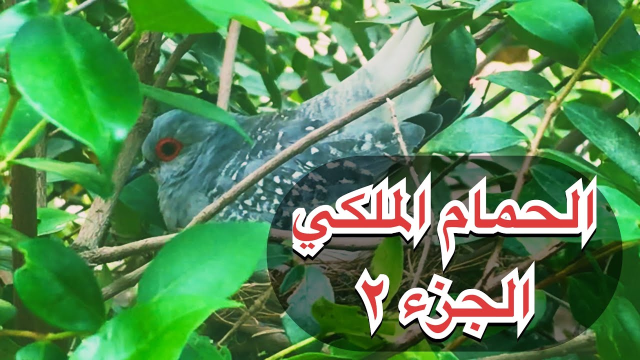 محمية طيور ونباتات/الجزء الثاني عن تربية الحمام الملكي داخل المحميات (62)